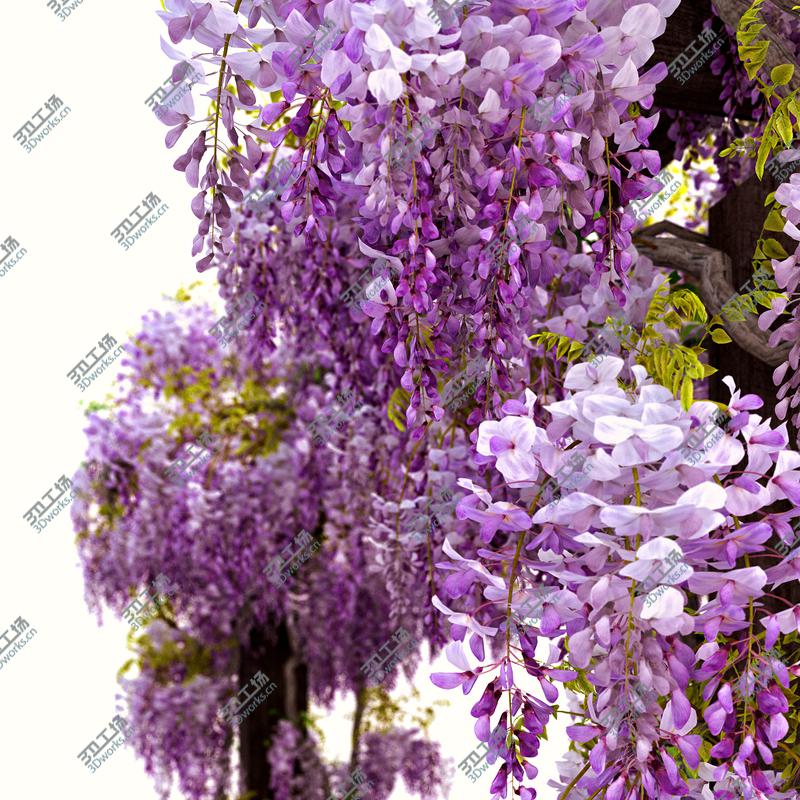 images/goods_img/2021040235/Wisteria Pergola 3D/2.jpg